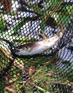 ヤマメの釣果