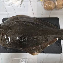 ヒラメ