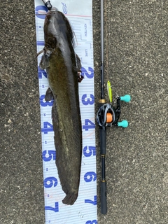 ナマズの釣果
