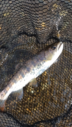 ヤマメの釣果