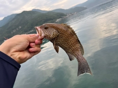 オオモンハタの釣果