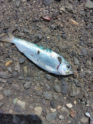サッパの釣果