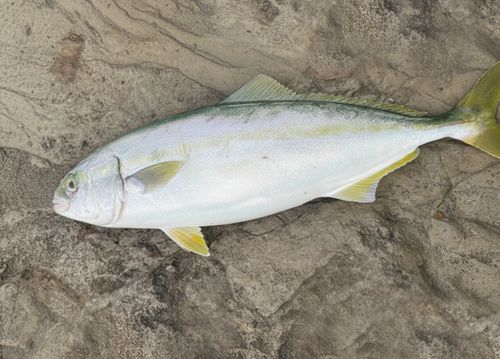 イナダの釣果