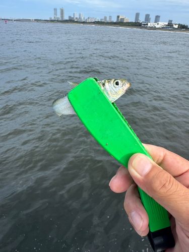 サッパの釣果