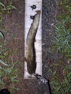 マナマズの釣果