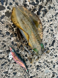 アオリイカの釣果