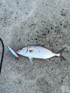 ネイリの釣果