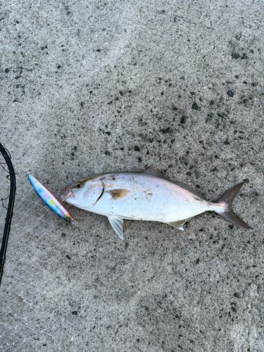 ネイリの釣果