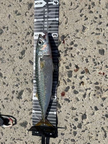 サバの釣果