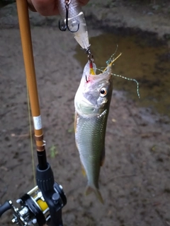 ハスの釣果