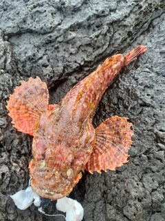 オニカサゴの釣果