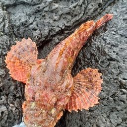 オニカサゴ