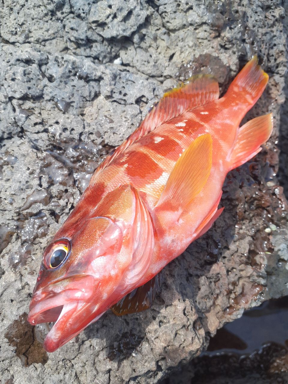 オニカサゴ