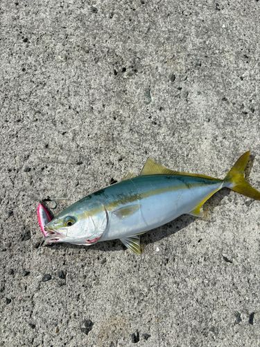 ヤズの釣果