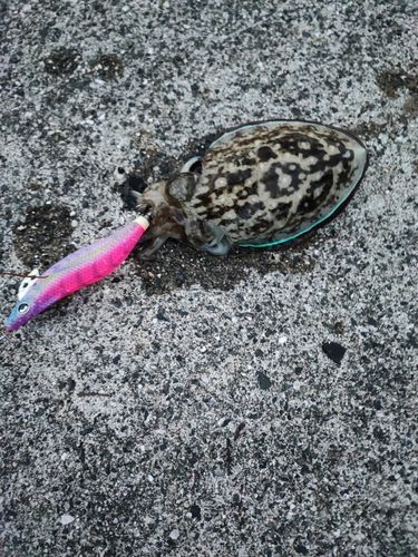 カワハギの釣果