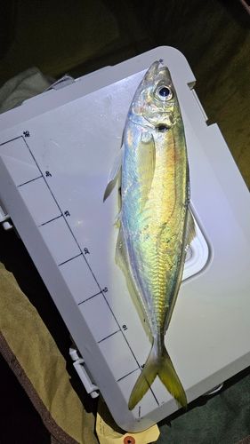 直江津沖