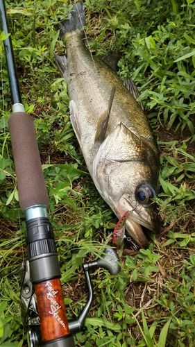 釣果