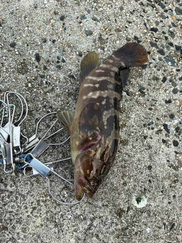 クエの釣果