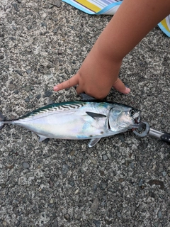 スマガツオの釣果