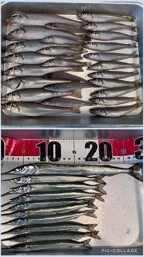 シロギスの釣果