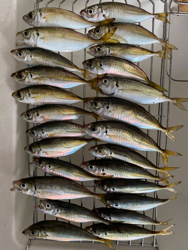 アジの釣果