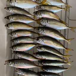 アジ