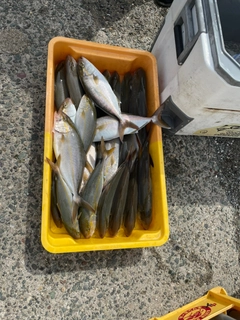 ショゴの釣果