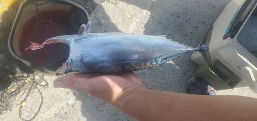 ソウダガツオの釣果