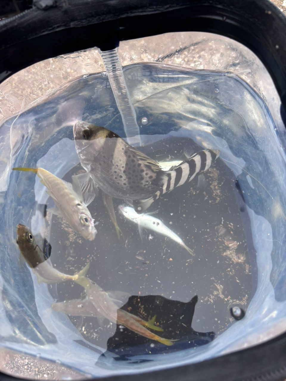 コショウダイ