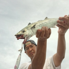 サゴシの釣果