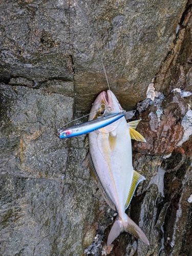 ネリゴの釣果