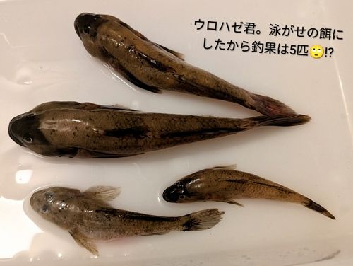 ウロハゼの釣果