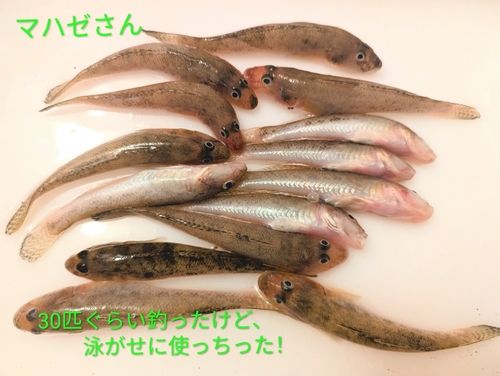 マハゼの釣果