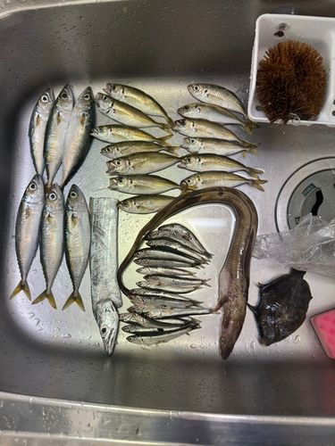 サバの釣果