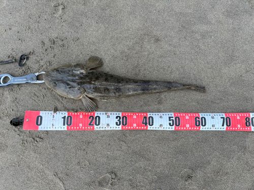 コチの釣果