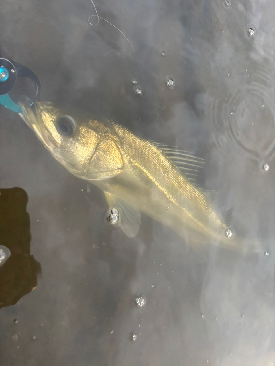 セイゴ（マルスズキ）