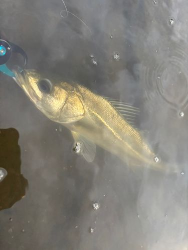 セイゴ（マルスズキ）の釣果
