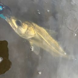 セイゴ（マルスズキ）