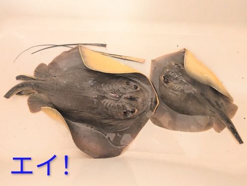 アカエイの釣果