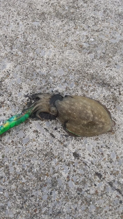 コウイカの釣果