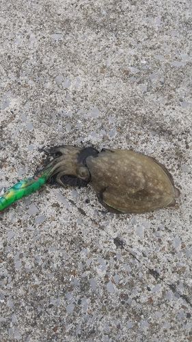 コウイカの釣果