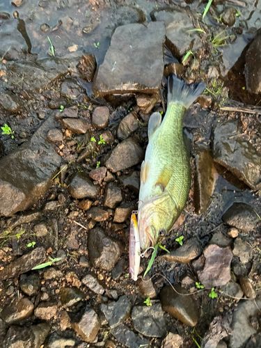 ブラックバスの釣果