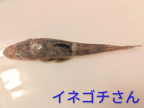 イネゴチの釣果