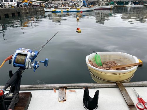 イナダの釣果