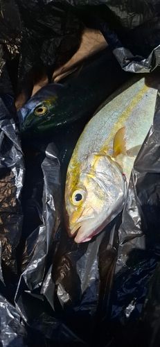ショゴの釣果