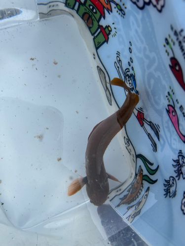 ドンコの釣果