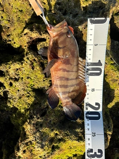 ヤミハタの釣果