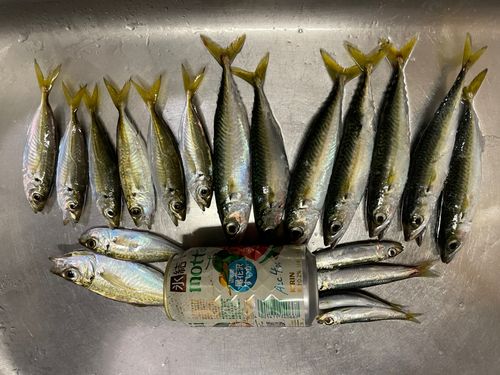 サバの釣果