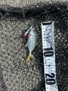 オニヒラアジの釣果