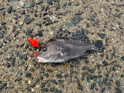 コショウダイの釣果